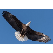 Bald Eagles Nesting at Carillon Park