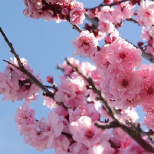 Urban cherry blossom trail planned near downtown Dayton