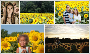 Sunflower Field, Yellow Springs