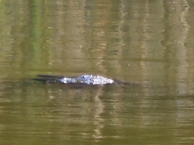 photo of alligator sighting in beavercreek