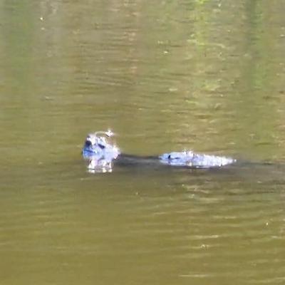 photo of alleged alligator in park, beavercreek ohio