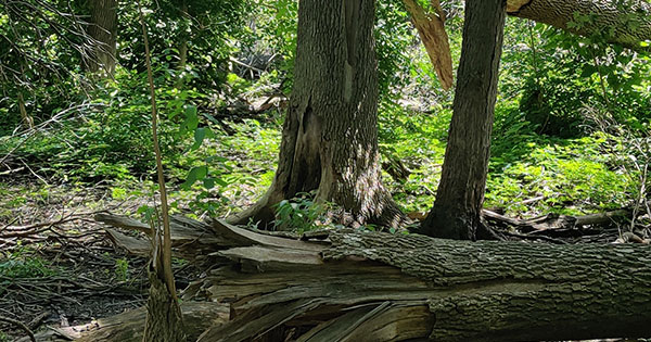 Five Rivers MetroParks to give away native tree seedlings