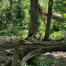 Five Rivers MetroParks to give away native tree seedlings