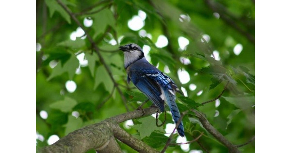 Bird Seed Sale