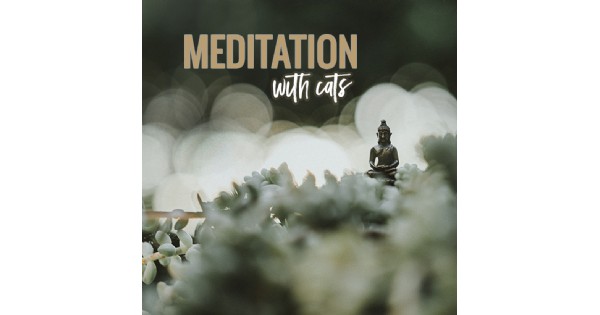 Meditate with Cats