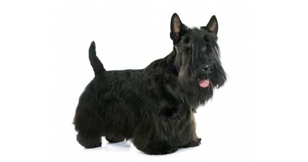 Scottish Terrier Club of America - postponed