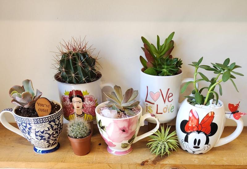 Succulent in a Cup - Family Fun