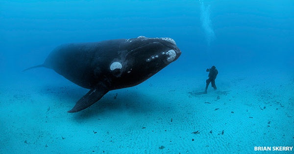 National Geographic Live: Brian Skerry - Underwater Photographer