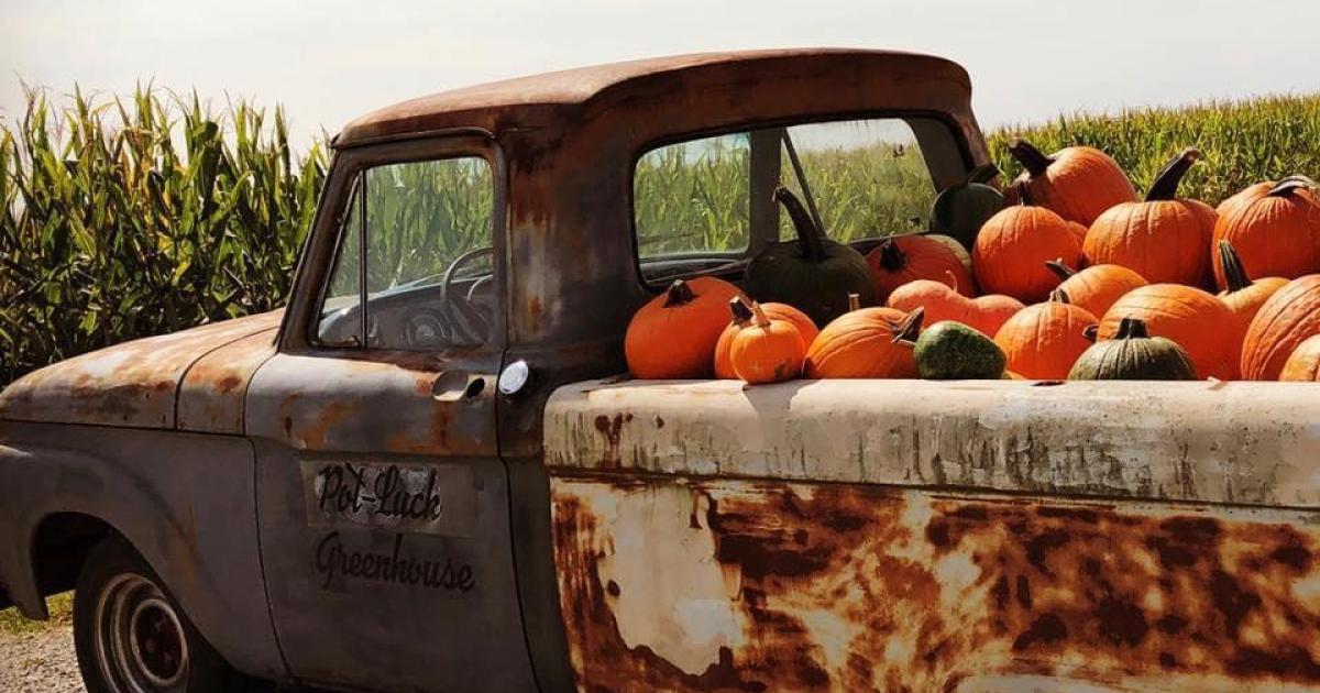 Fall Fest at Pot-Luck Greenhouse