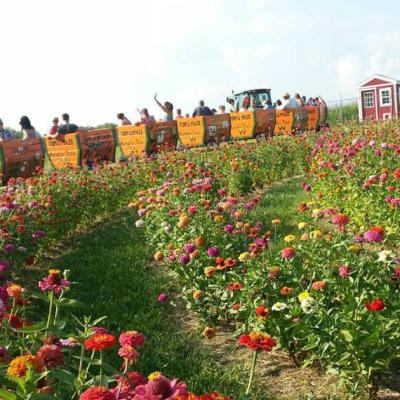 Toms Maze & Pumpkin Farm