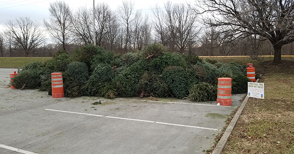 Christmas Trees - Eastwood Lake