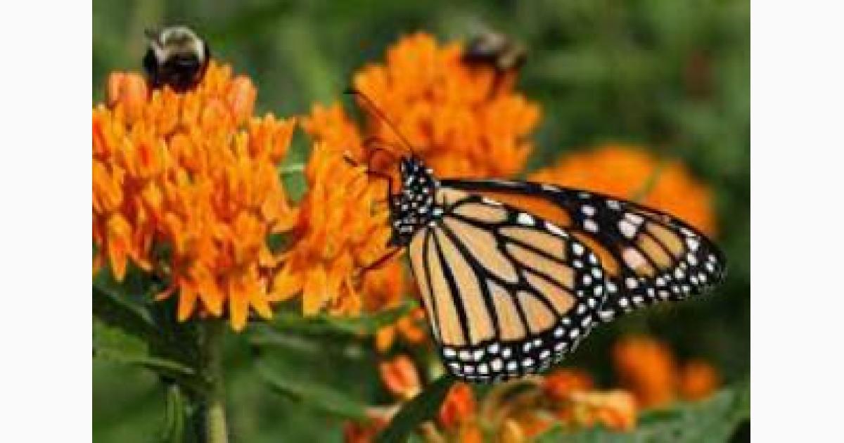 Bellbrook Garden Club Plant Sale of Perennials