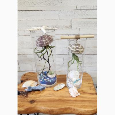 Jellyfish Terrarium Workshop