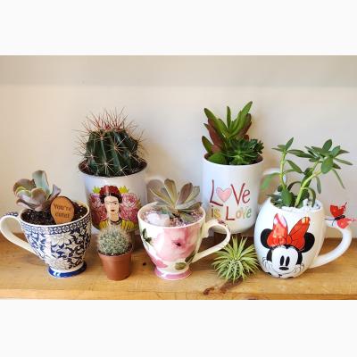 Succulent in a Cup - Family Fun