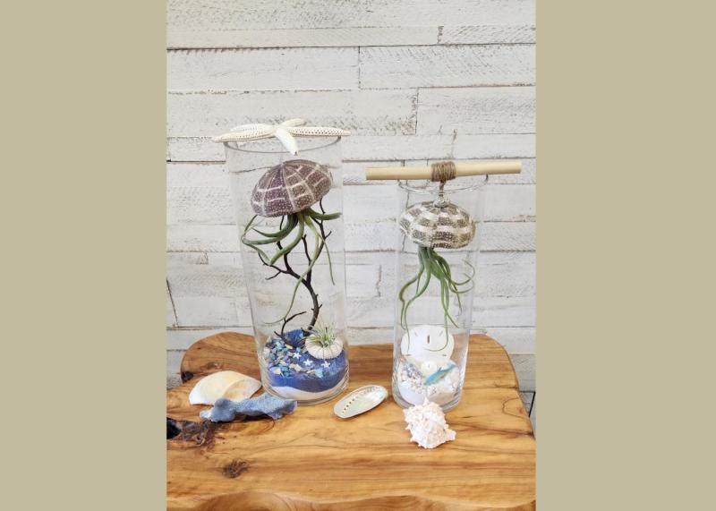 Jellyfish Terrarium Workshop