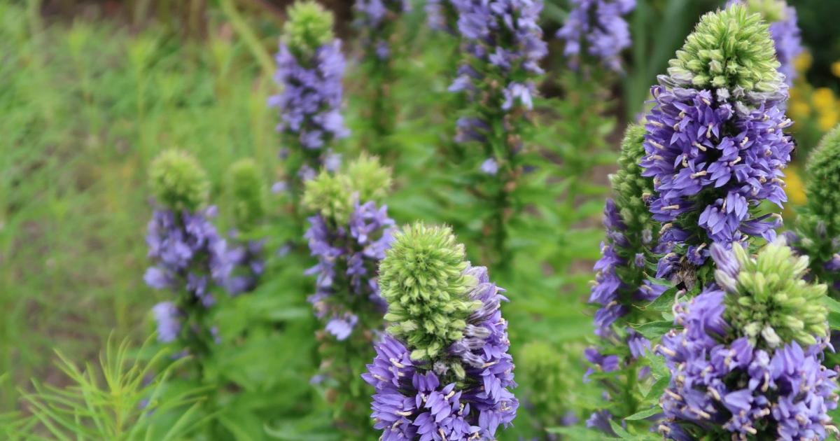 Native Plant Gardens Your Neighbors Will Love