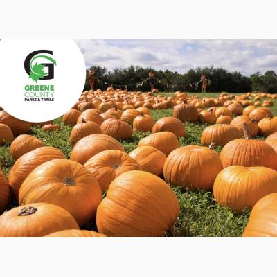 The Great Pumpkin Patch