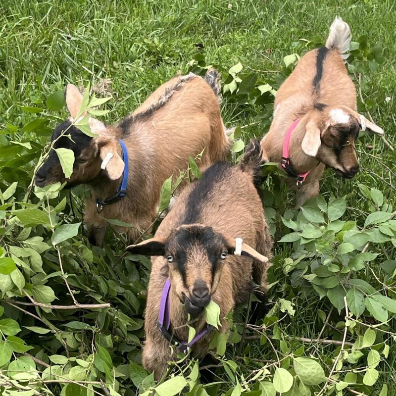 TGG Goat Yoga