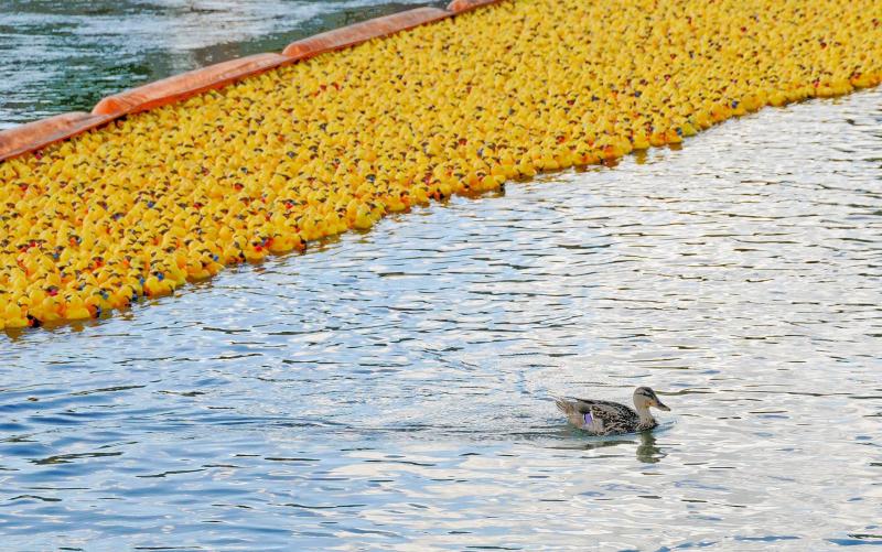 Rubber Duck Regatta in Dayton