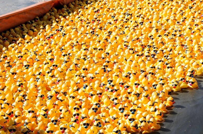 Rubber Duck Regatta in Dayton