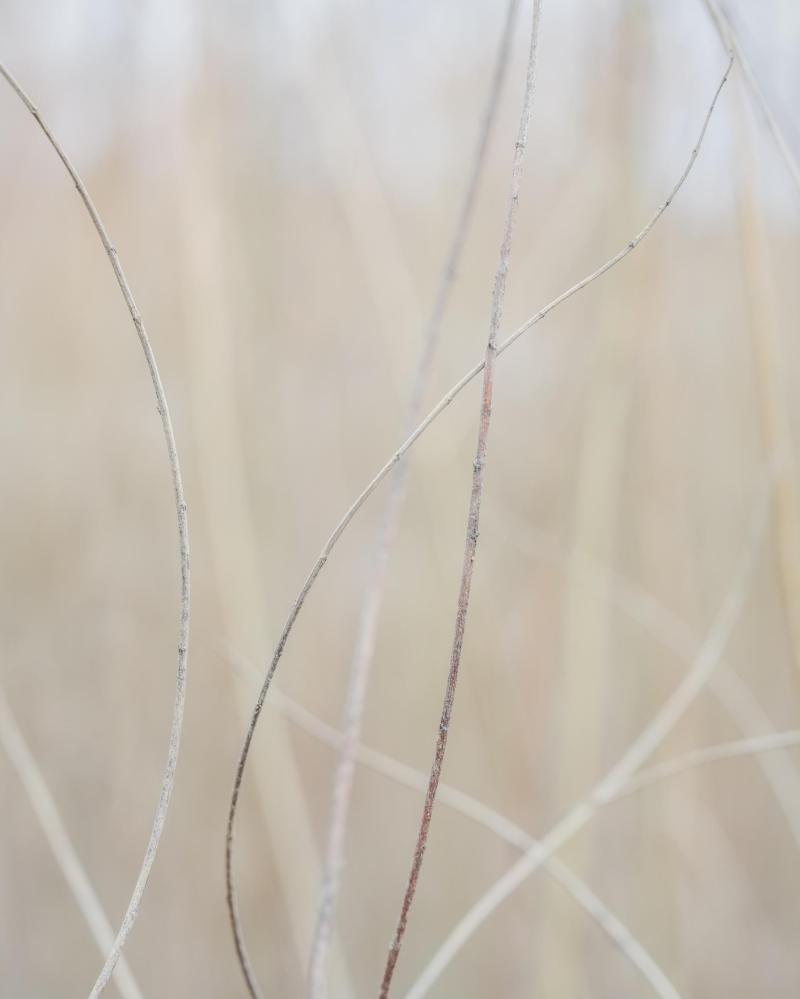 Opening Reception-- Curtis Mann: "Precious Blood" and Sean Wilkinson: "Flora"