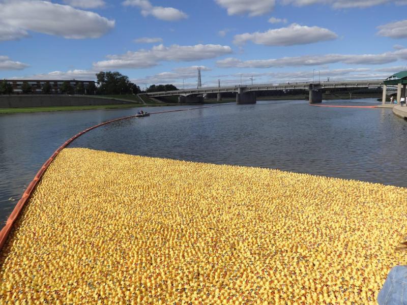 Rubber Duck Regatta in Dayton