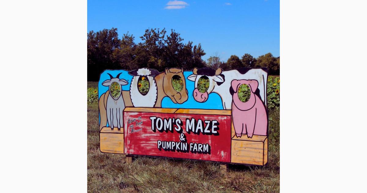 Tom's Maze & Pumpkin Farm