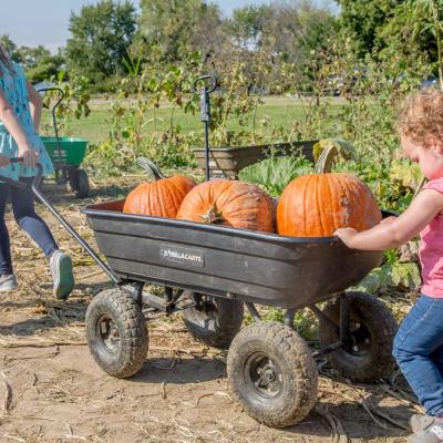 Pick Your Own Pumpkins at Youngs Dairy